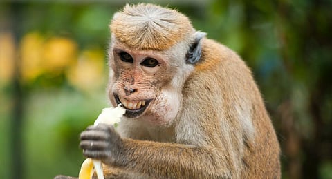 Image used for representation.(Photo | Pexels)