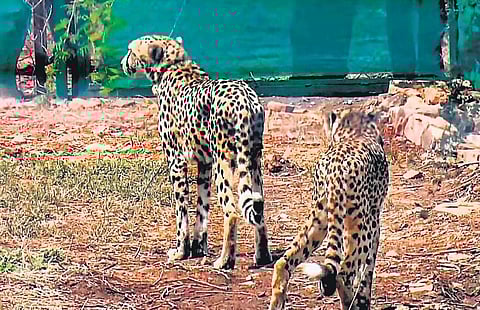 Cheetahs will be moved to a new enclosure, larger than current quarantine bomas