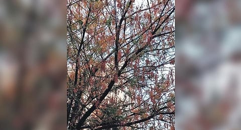 The branches of the affected trees turn lifeless but the trees used to recoup after fresh inflorescence after Ugadi.