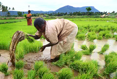 Image used for representative purposes only. (Photo | KK Sundar, EPS)
