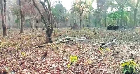 Rampant felling of trees in Mayurbhanj district. (Photo | Express)