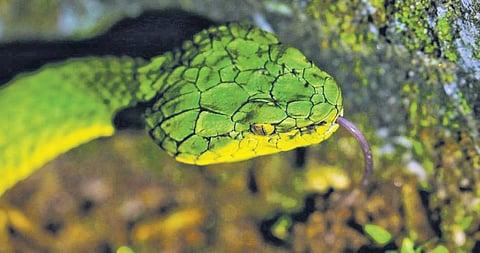Valparai forest range officer G Venkatesh began his tryst with nature at Anamalai Tiger Reserve (ATR) through the lens of a camera. (Photo | G Venkatesh)