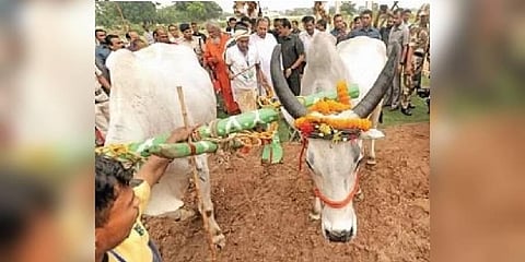 Chief Minister Naveen Patnaik ploughing on OUAT farm on ‘Akshya Tritiya’ in Bhubaneswar on Sunday