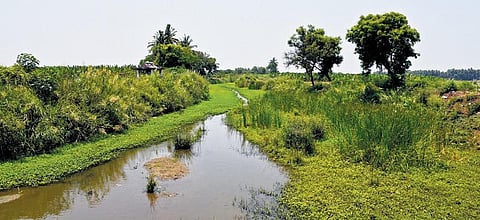 It will cover districts like Salem, Karur, Tiruchy and Thanjavur. (Photo | MK Ashok Kumar, EPS)