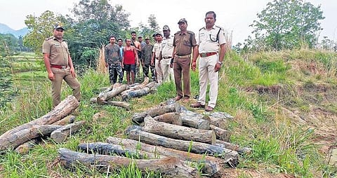 The red sandalwood logs seized from the pond at S Palam village on Sunday I EXPRESS