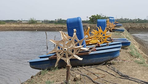 Shrimp farms affected by white spot disease near Nagapattinam. (Photo | Express)