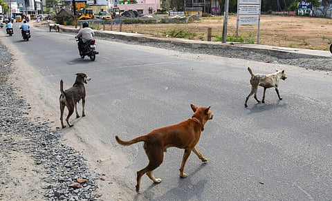 Image of stray dogs for representational purpose. (Photo | M K Ashok Kumar, EPS)