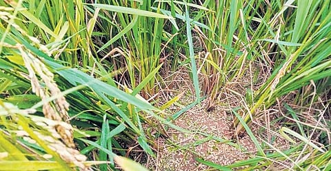 Standing paddy crop damaged at a farmland in Bargarh district | Express