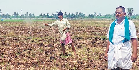 DN Suresh and other farmers sowing the seeds of pearl millets in Agalangan village near Thirunallar on Wednesday | Express