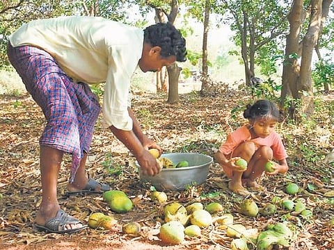 A farmer and his daughter collect fallen mangoes at Chamanapalli in Karimnagar district. (Photo | Express)