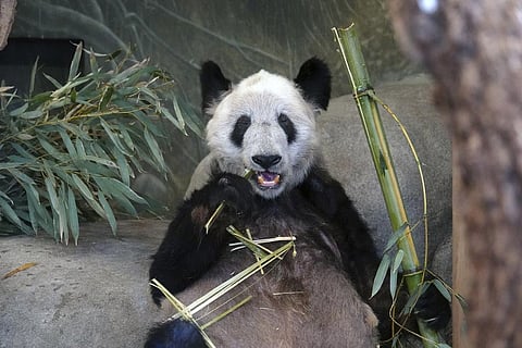 Giant panda Ya Ya eats bamboo at the Memphis Zoo (Photo | AP)