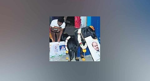Bhairava, a dog known for making accurate predictions, picked up Kumaraswamy’s photo as the next CM. (Photo | Express)