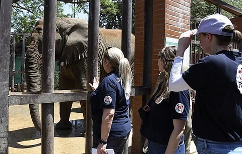 Veterinarians from the global animal welfare group, Four Paws, look at an elephant named 'Noor Jehan' at Karachi Zoo, in Karachi, Pakistan, Tuesday, April 4, 2023. (Photo | AP)