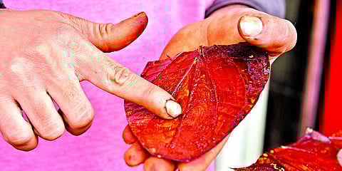 Image used for representational purposes only. (File Photo | Vinay Madapu, EPS)