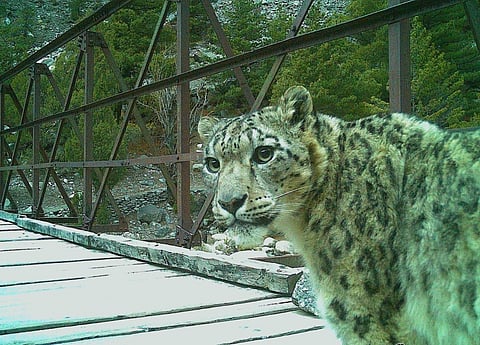 A snow leopard at the Gangotri National Park in Uttarakhand (Photo | Special arrangement)