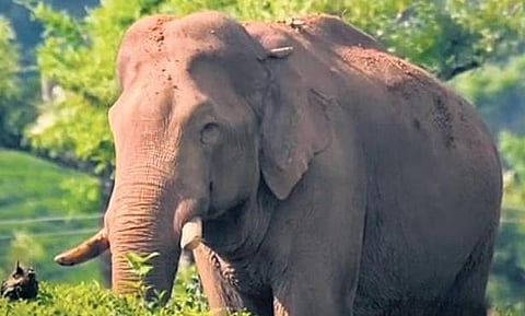 Arikomban, the rogue elephant that has spread terror among residents in and around Chinnakkanal, in Idukki.