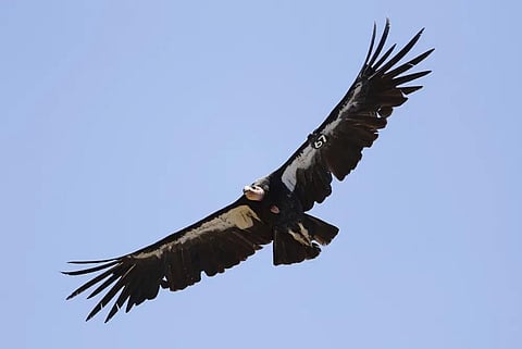 FILE - In this June 21, 2017, file photo, a California condor takes flight in the Ventana Wilderness east of Big Sur, Calif. (Photo | AP)
