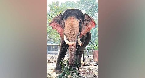 Modi, the beloved elephant of Puthenkulam.