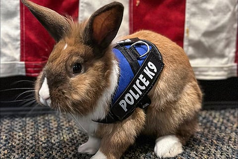 Yuba City Police 'wellness officer' Percy, a rabbit who was rescued in 2022, in Yuba City, Arizona. (Photo | AP)