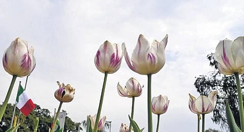 Officials said that the civic body will install various types of foliage and flower pots on sidewalks and kerbs in over 20 roads.