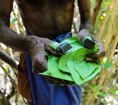 Spicy Authoor vetrilai