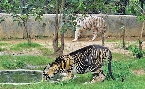 Representational image of a melanistic tiger. (Photo | Rajesh Kumar Mohapatra, EPS)