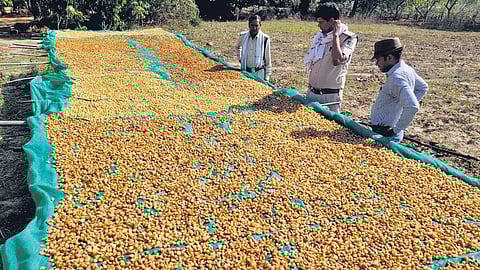 Dry Mahua flowers being processed in Umaria district of Madhya Pradesh. (Photo | Express)