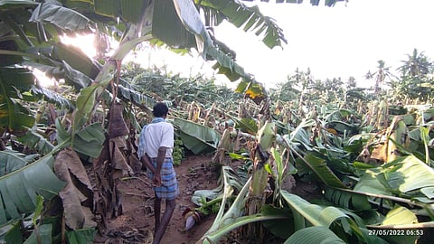 The damaged banana tree plantation. Image used for representational purpose | Express