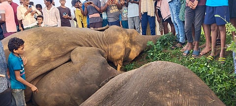 The four were part of a herd of six elephants who came in contact with an unprotected electric transformer. (Photo | EPS)
