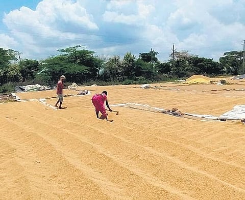 File picture of farmers drying soaked paddy in Warangal