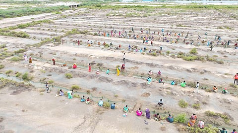 Mangrove saplings being planted. ( Photo | Express )