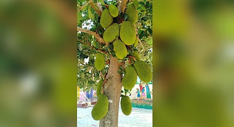 1.5 lakh tonnes of jackfruit were produced in Vadakadu in a year | Express