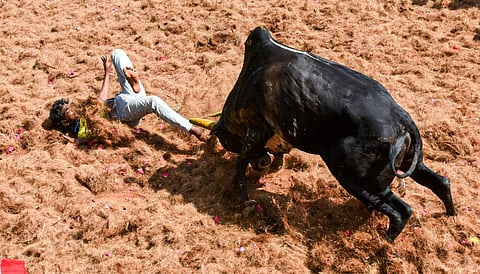 A participant attempts to bait the bull during the annual Jallikattu event at Periya Suriyur village in Tiruchy. (File Photo | MK Ashok Kumar, EPS)
