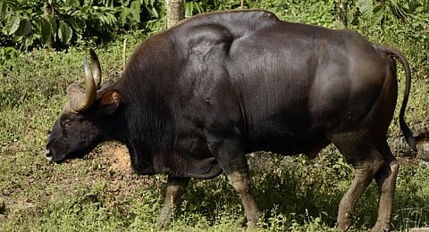A gaur (Photo | Wikimedia Commons)