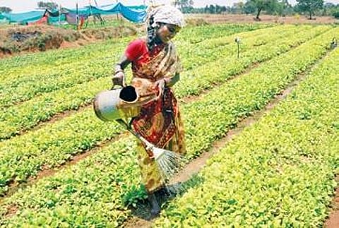 WHO has highlighted the perils of cultivating tobacco on the health of farmers and soil.
