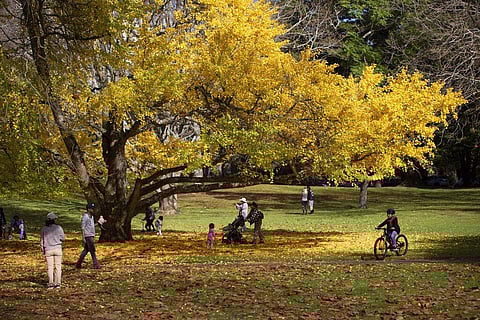 People enjoy a warm April day under a gingko tree in Cornwall Park, Auckland, New Zealand. (File Photo | AP)