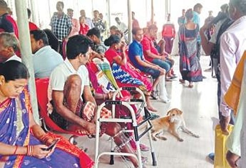 A stray dog rests at the waiting room of AHPGIC | Express