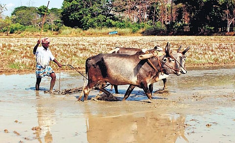 A farmer ploughs his field to prepare for the Kuruvai cultivation near Mayiladuthurai district | Express