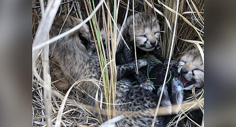 Cheetah cubs born to Namibian Cheetah Siyaya aka Jwala on March 29. (Photo | Twitter)