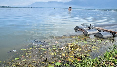 Dead fish floating in the Dal Lake in Srinagar on Friday | zahoor punjabi