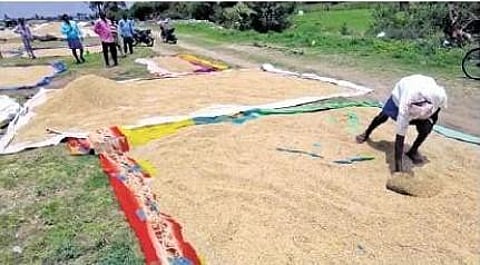 Paddy spread on a Badhukamma saree for drying