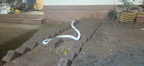 The rare albino snake spotted in Coimbatore. (Photo | EPS)