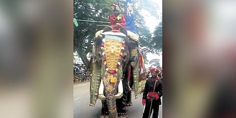 Elephant Balarama of Mysuru Dasara