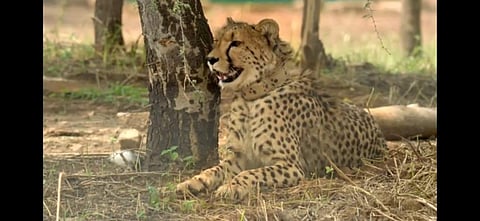 The South African female cheetah Daksha which died at the Kuno National Park (Photo | Special arrangement)
