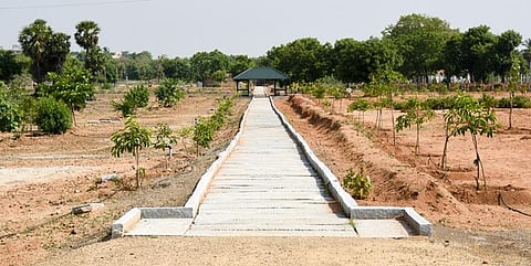 The HR&CE department recreated the ancient Thiruvallarai Nandhavanam with auspicious trees (Sthala Virutcham) of 108 Vishnu temples (Divya Desangal) near Tiruchy on Tuesday | MK Ashok Kumar