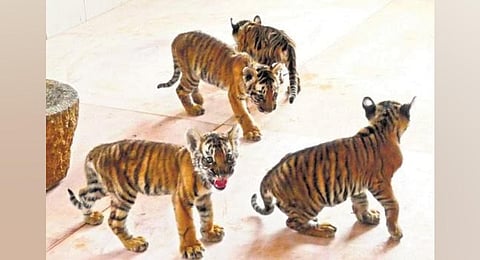 Rescued female tiger cub dies at Zoological Park in Tirupati