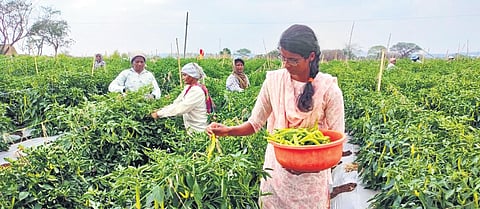 Rs 2 lakh invested to cultivate chillies and the output is over Rs 8 lakh