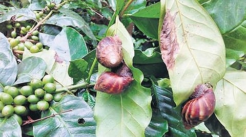 Giant African Snails feed on leaves and a branch of coffee plants in Handli village