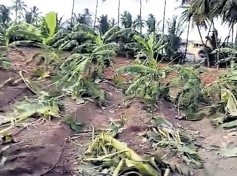 G Nagarathinam, a farmer, said she had grown plantains on one acre, of which 1,100 were damaged by the elephants.