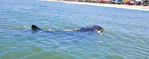 A juvenile whale shark was seen circling just 50m off Panaiyur coast on Friday | Express
